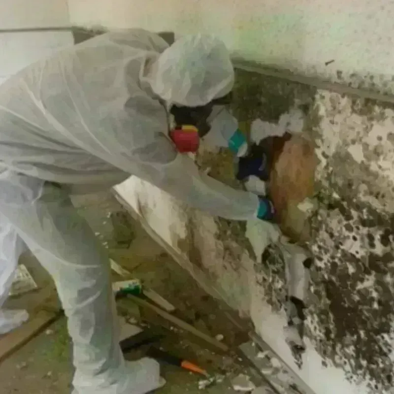 Mold Remediation and Removal in San Juan County, UT